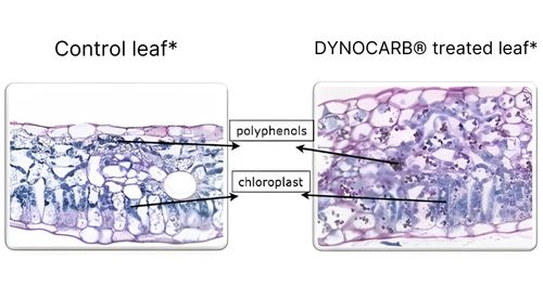 Dynocarb (1)