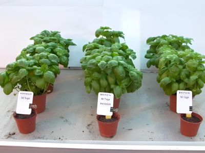 BACTOLiVE® AGRO