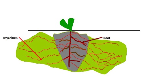 Mycorrhiza products