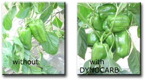 dynocarb