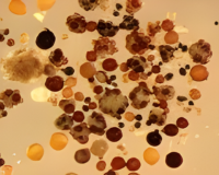 mycorrhiza