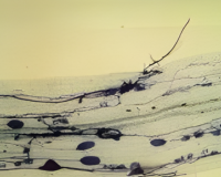mycorrhiza