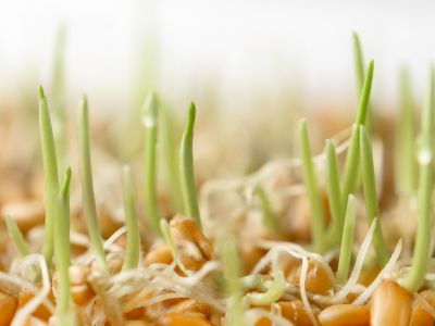 BACTOLiVE® SEED